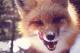   Harmful fox
